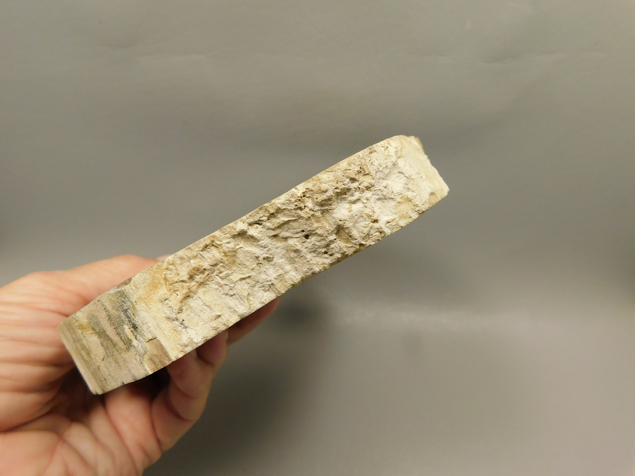 Petrified Wood Polished Round Yakima Canyon, WA #O134-22