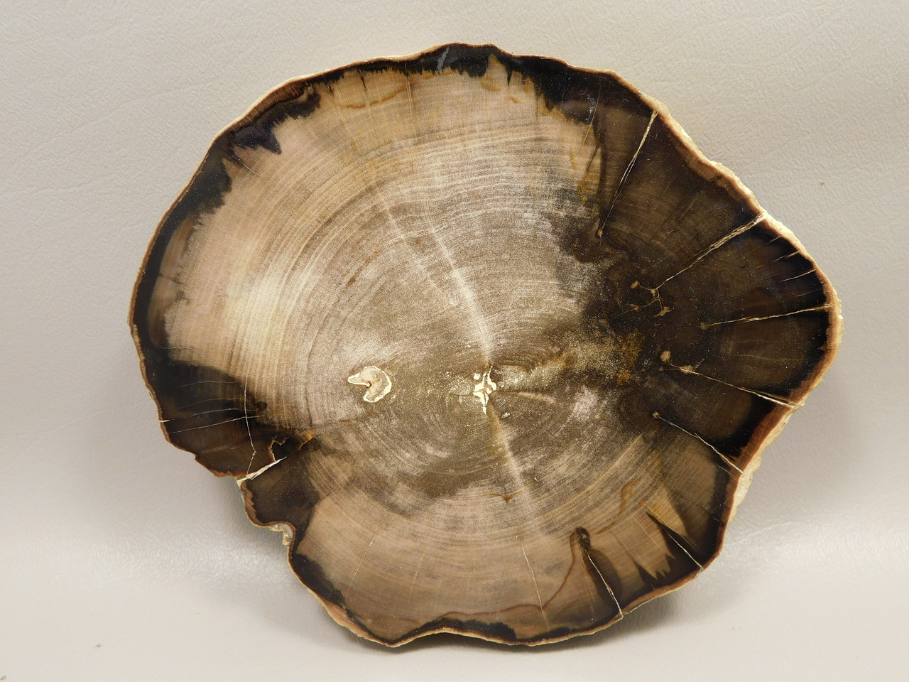 Petrified Wood Polished Round Yakima Canyon, WA #O134-22