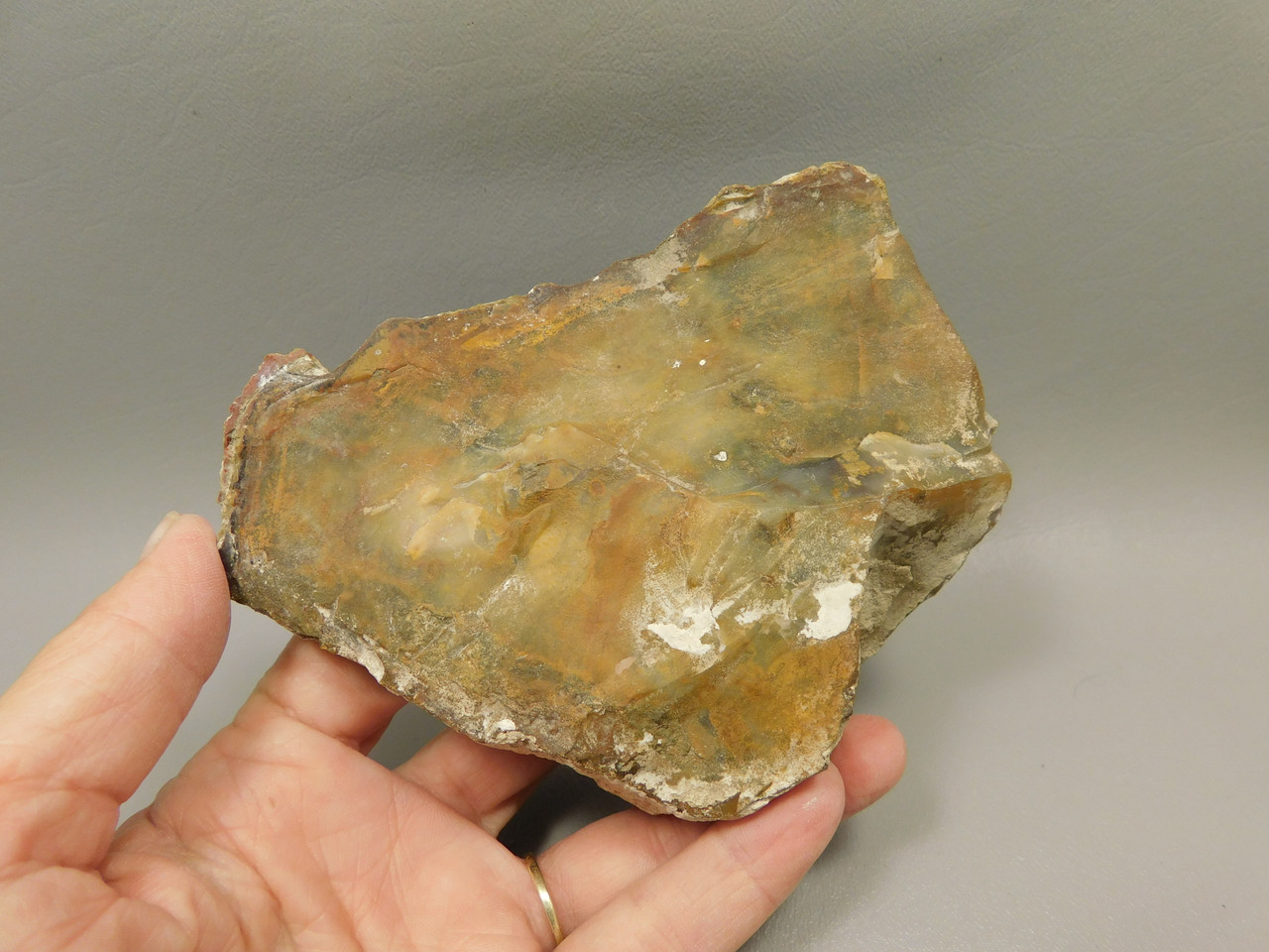 Petrified Wood Polished Round Rock Grassy Mountain Oregon #O106