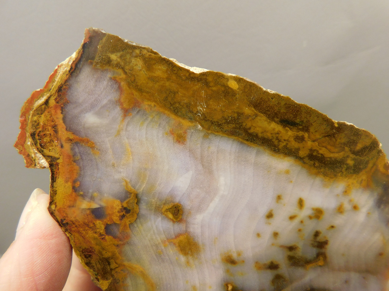 Petrified Wood Polished Round Rock Grassy Mountain Oregon #O106