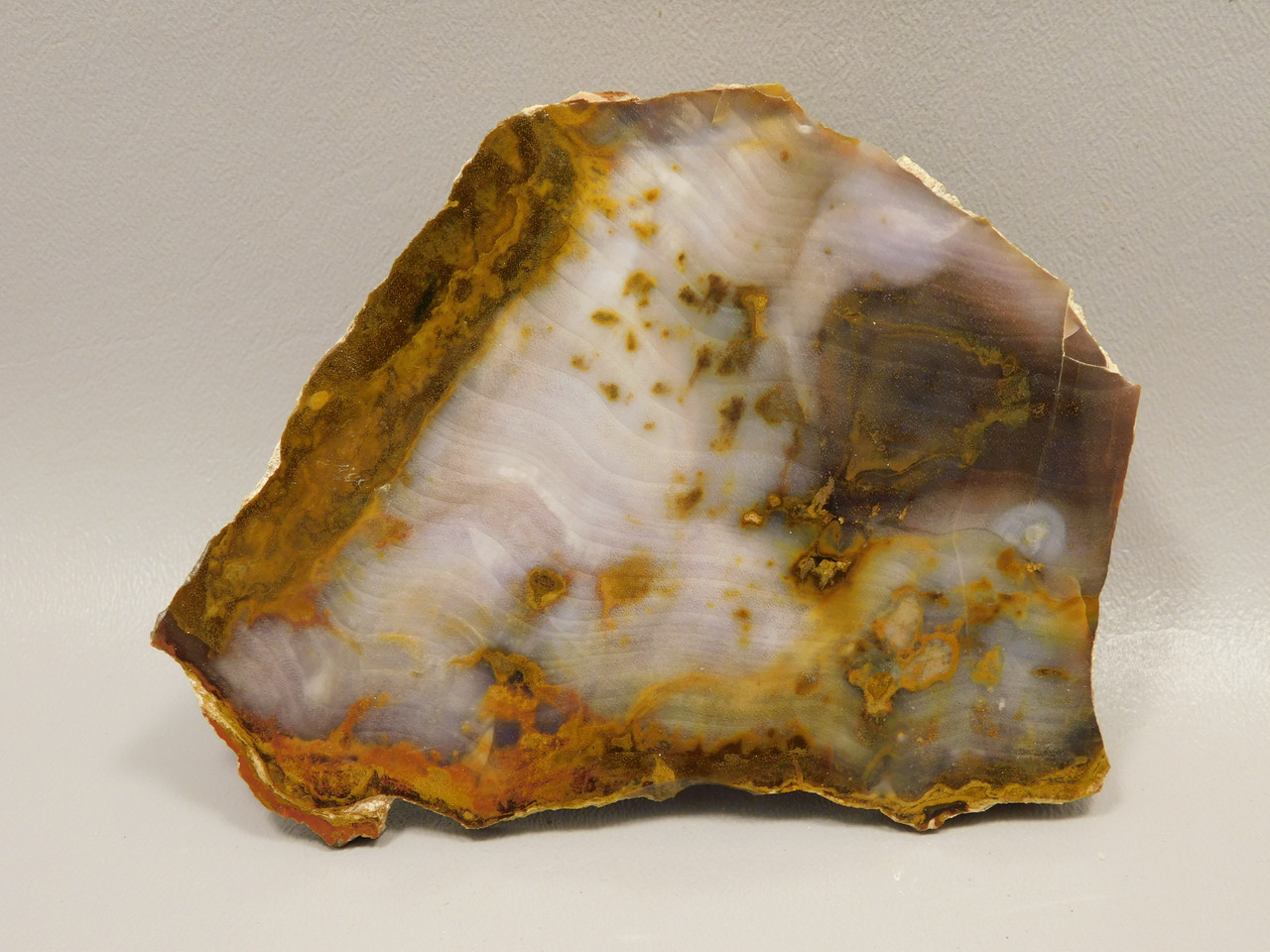 Petrified Wood Polished Round Rock Grassy Mountain Oregon #O106