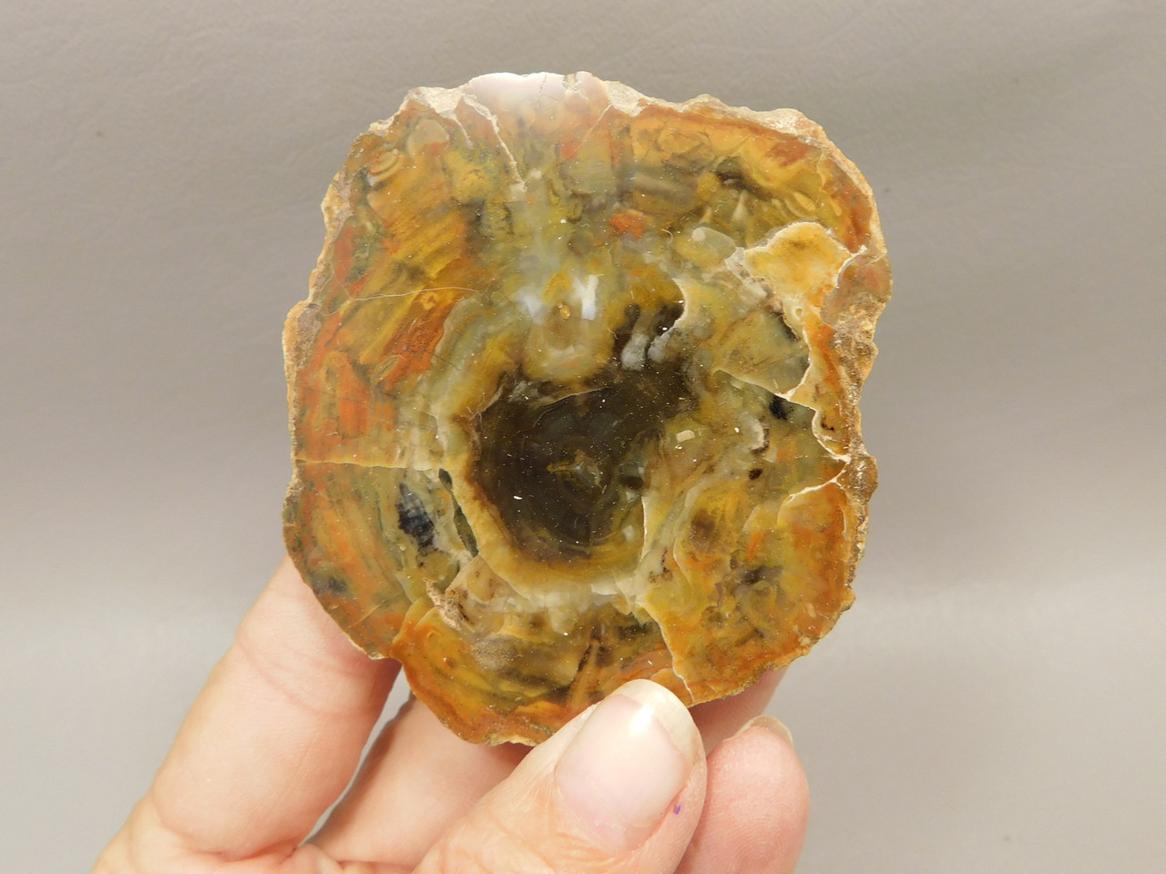 Petrified Wood Polished Round Stump Escalante Utah #O140-62