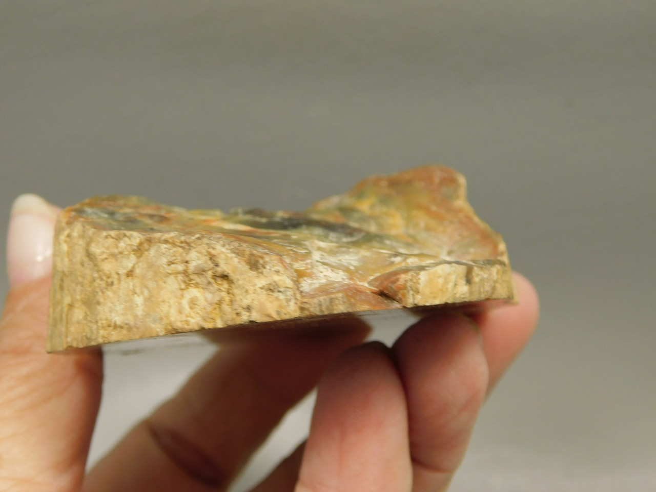 Petrified Wood Polished Round Stump Escalante Utah #O140-62