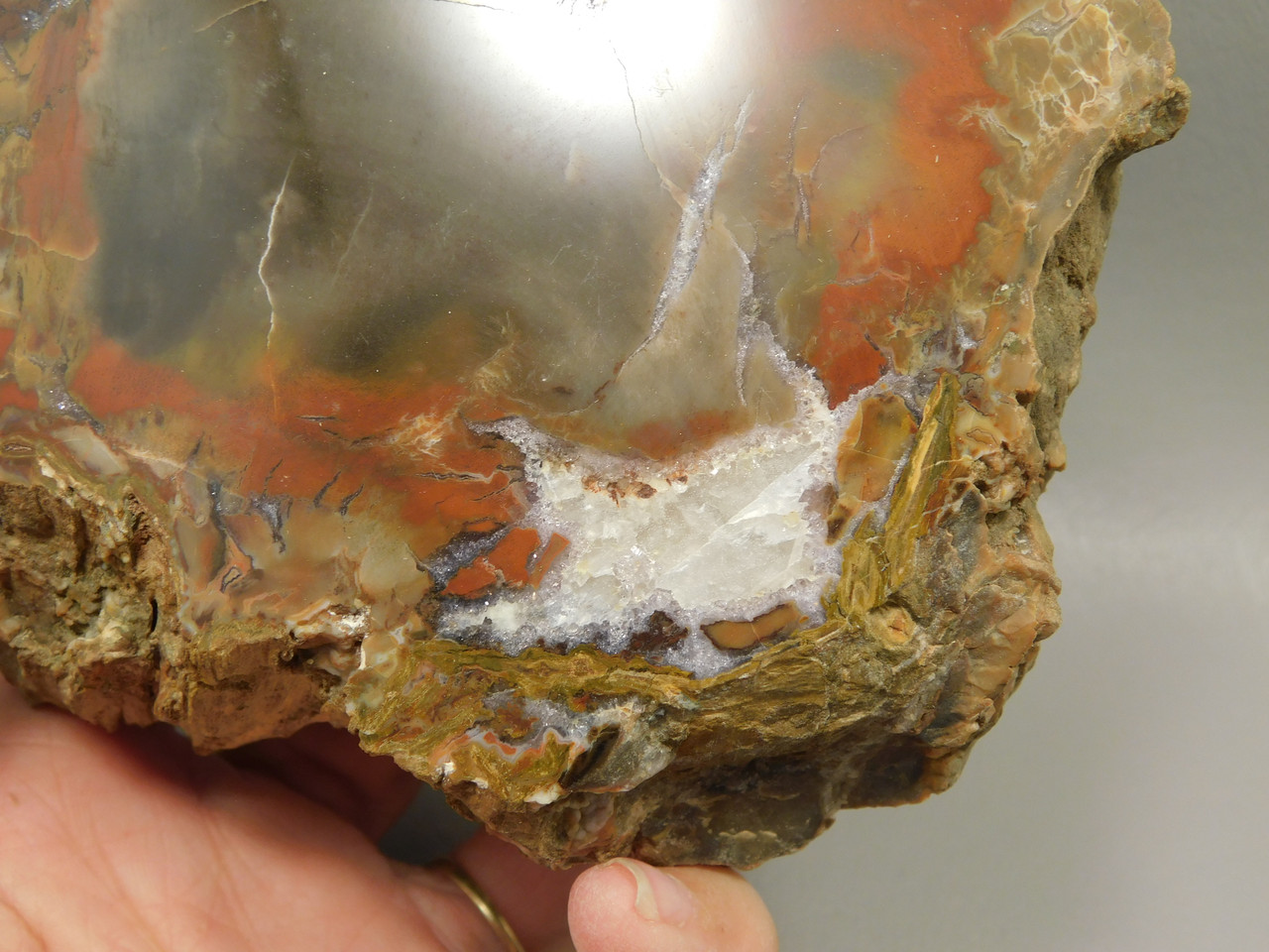 Petrified Wood Polished Round Rare Yellow Cat Utah #OY1