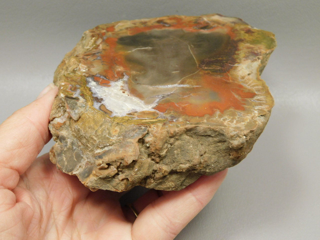 Petrified Wood Polished Round Rare Yellow Cat Utah #OY1