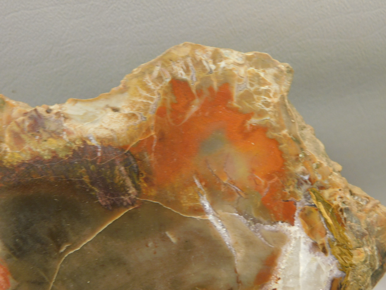 Petrified Wood Polished Round Rare Yellow Cat Utah #OY1