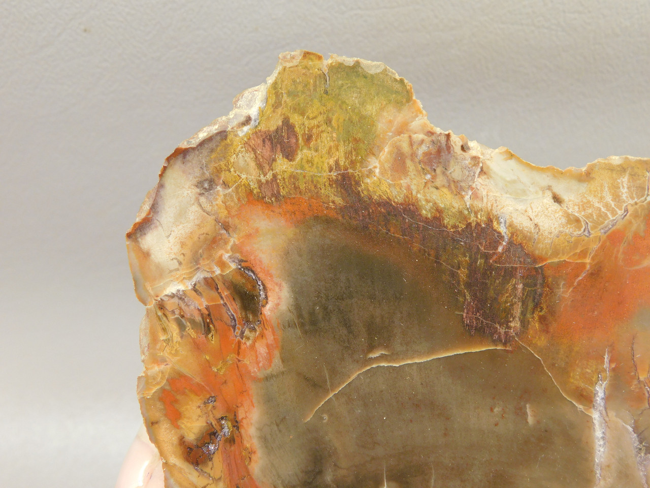 Petrified Wood Polished Round Rare Yellow Cat Utah #OY1