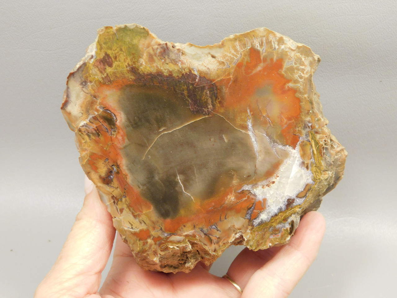 Petrified Wood Polished Round Rare Yellow Cat Utah #OY1