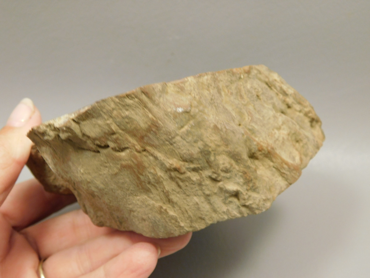 Petrified Wood Polished Round Rare Yellow Cat Utah #OY1