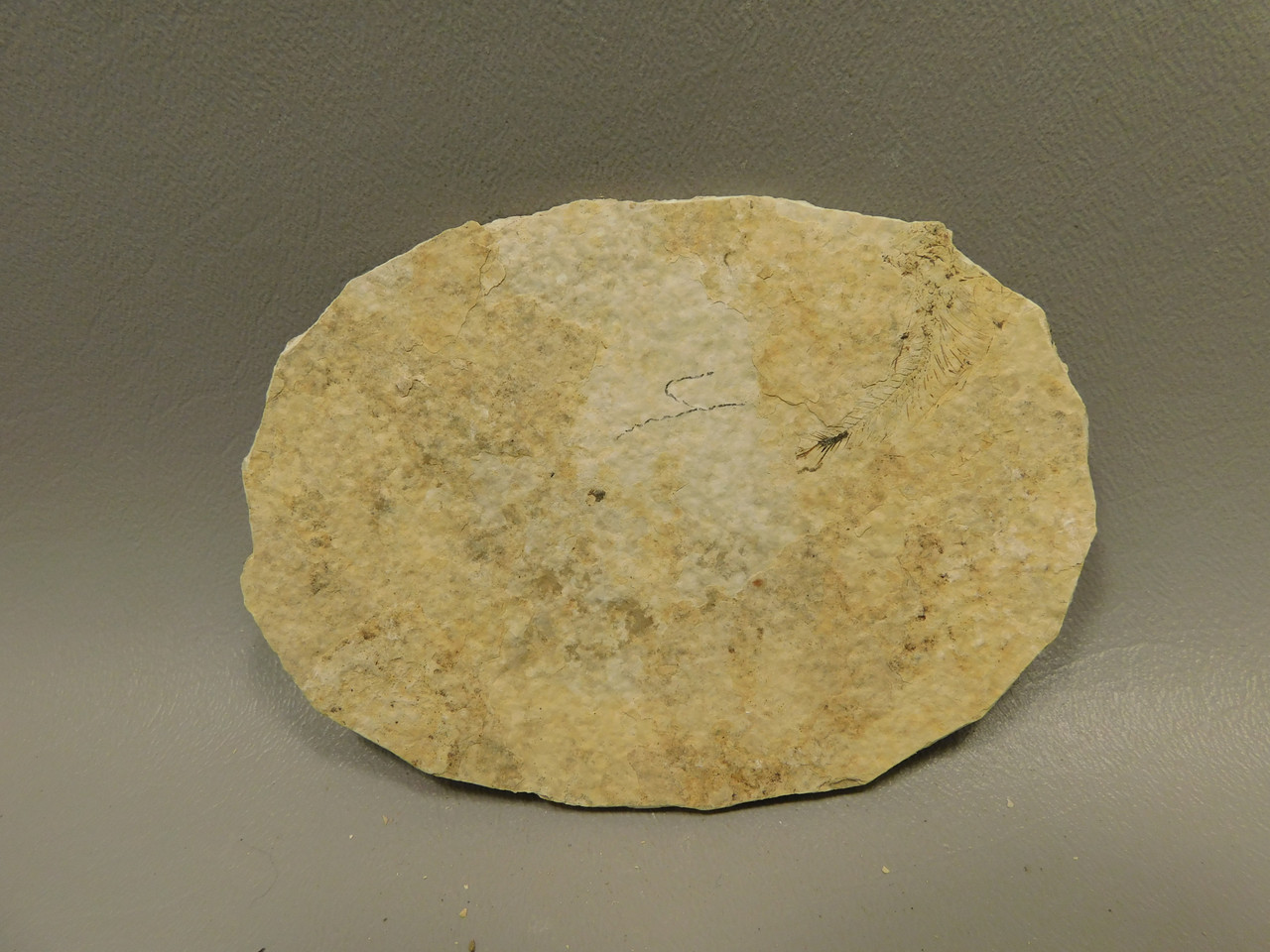 Fossil Fish Knightia Eocaena Small Fossil Lake Green River Wyoming #O3