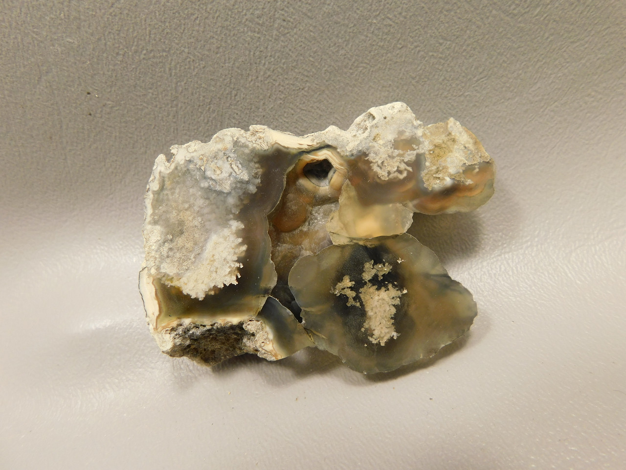 Agatized Coral Polished Fossilized Rock Florida #O2