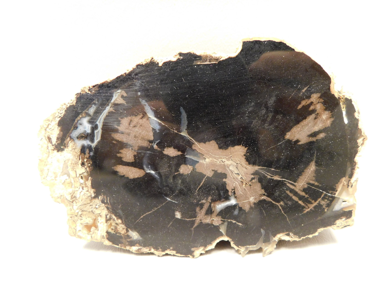 Eden Valley Petrified Wood Wyoming Polished Round Stump #O11