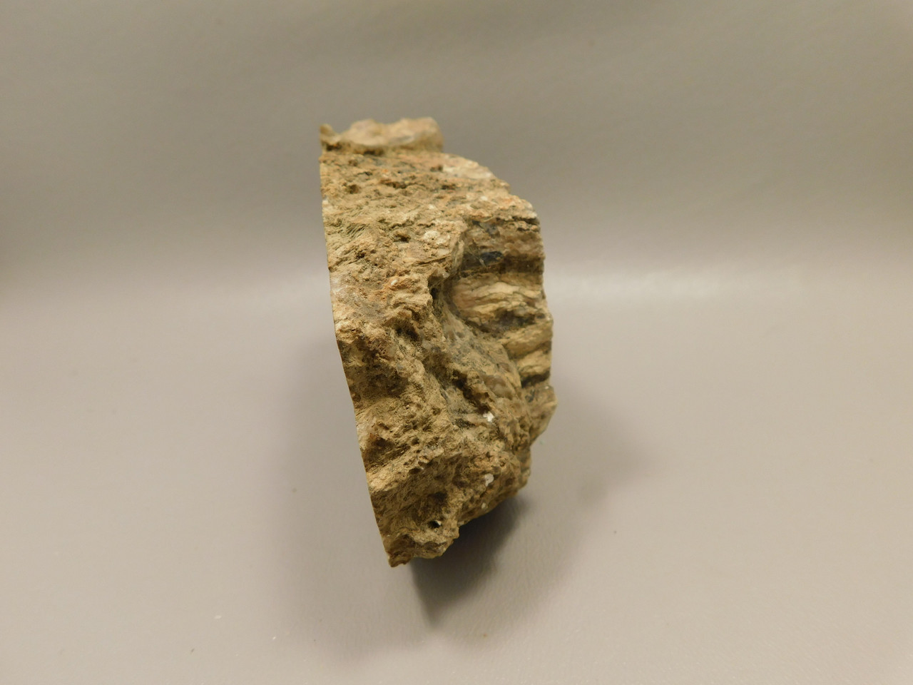 Eden Valley Petrified Wood Wyoming Polished Round Stump #O11