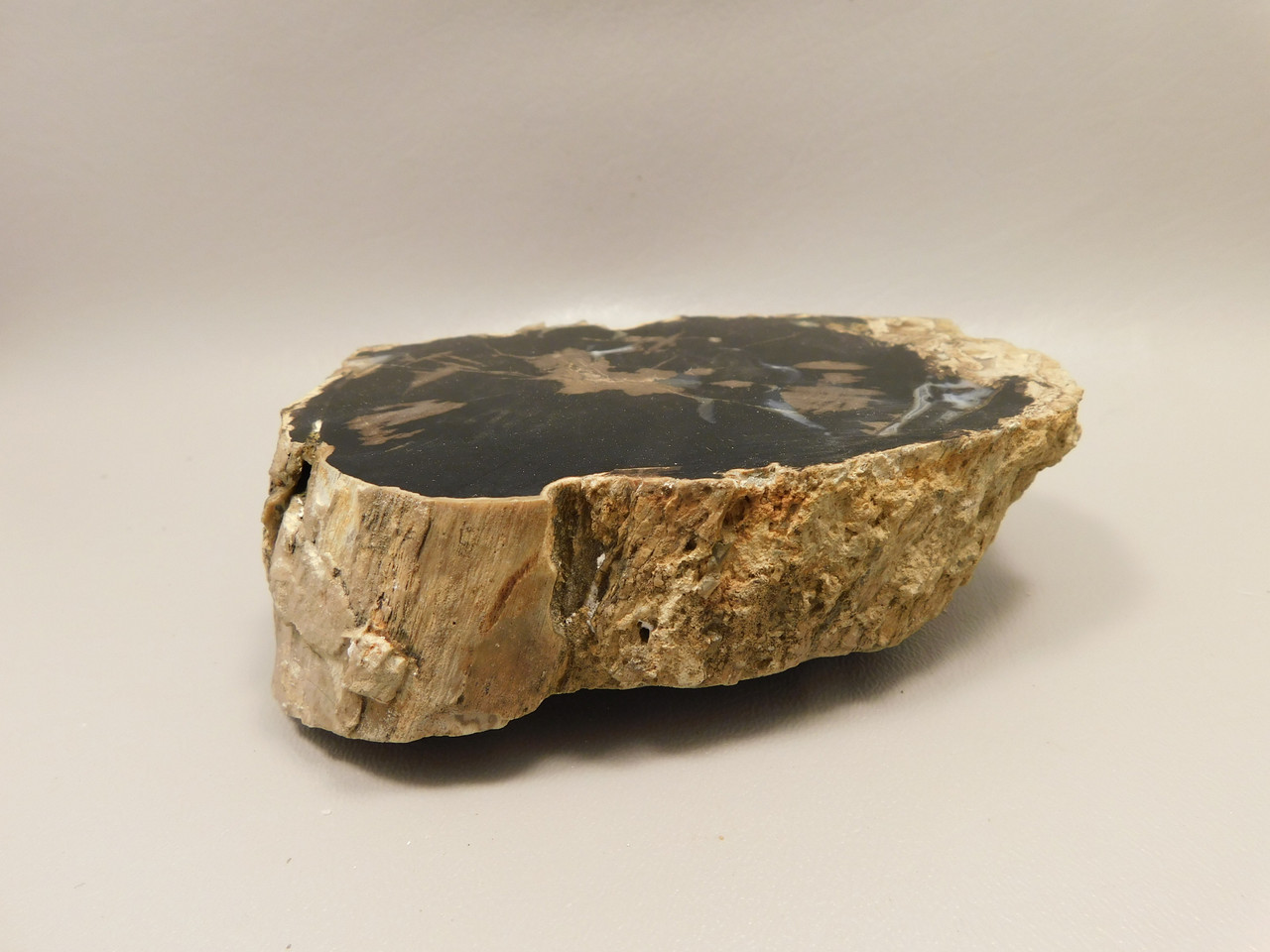 Eden Valley Petrified Wood Wyoming Polished Round Stump #O11