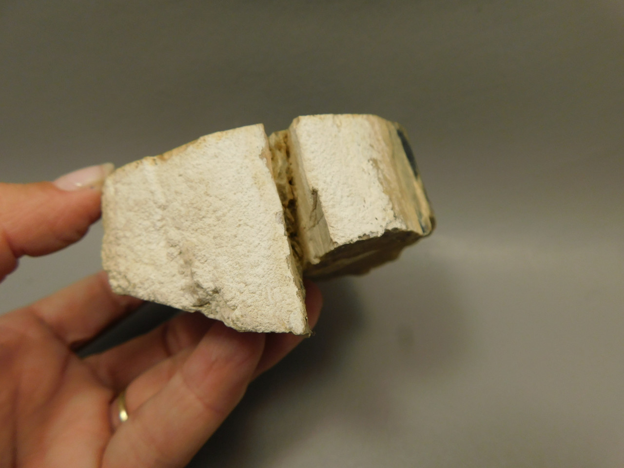 Eden Valley Petrified Wood Wyoming Polished Round Stump #O132-64