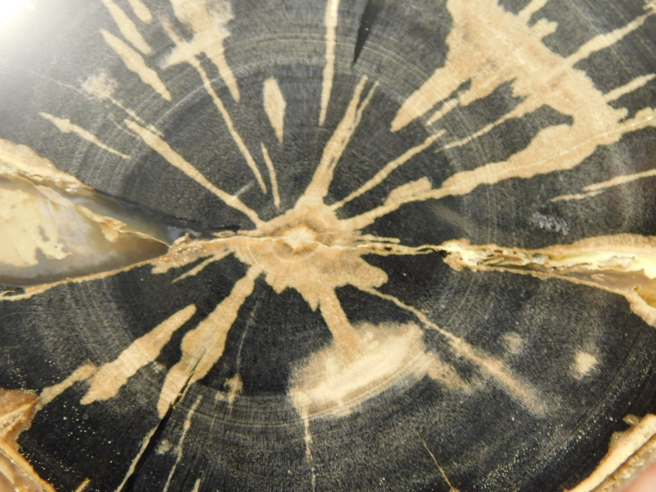 Eden Valley Petrified Wood Wyoming Polished Round Stump #O132-64