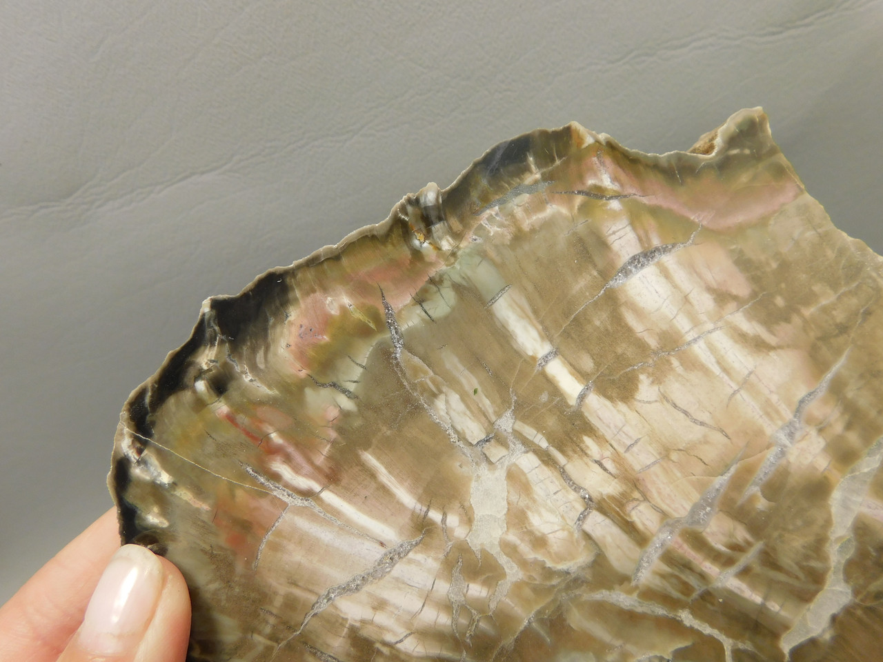 Petrified Wood Woodworthia Polished Round Arizona #O2123-75
