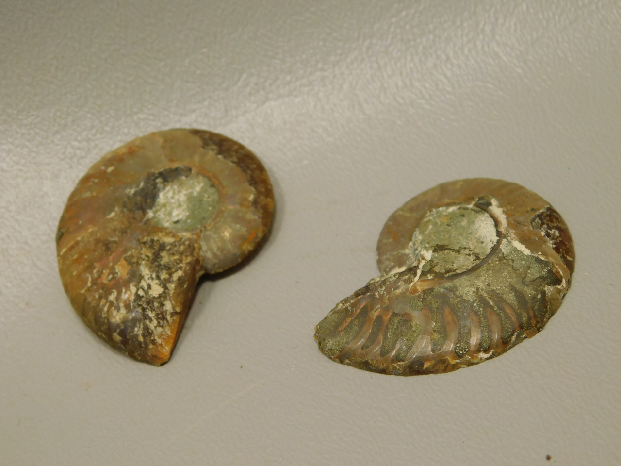 Ammonite Fossil 1.5 inch Polished Pair Natural Collector Stocking Stuffer #O11