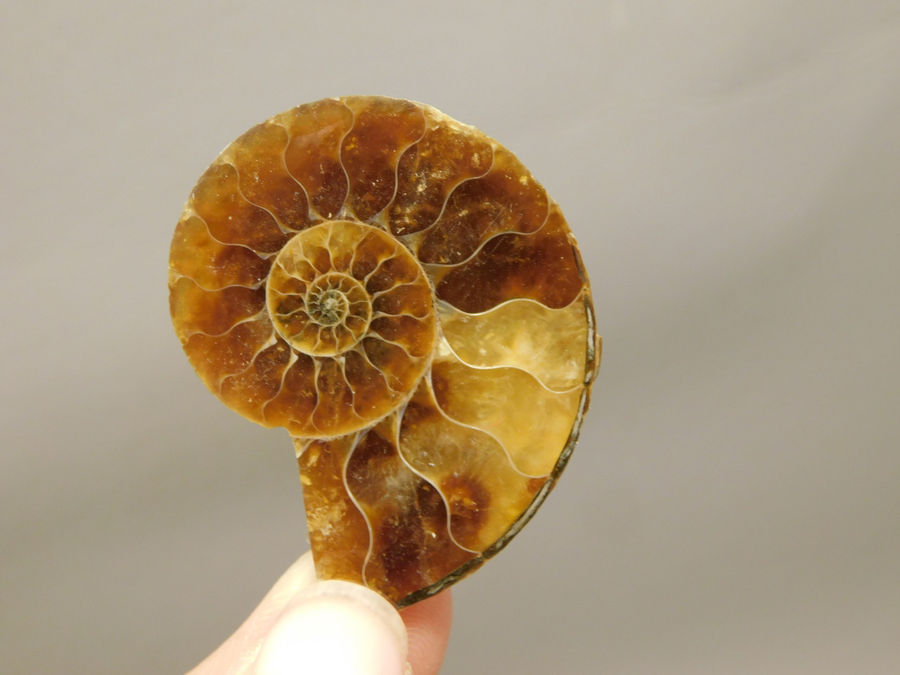 Ammonite Fossil 1.5 inch Polished Pair Natural Collector Stocking Stuffer #O11
