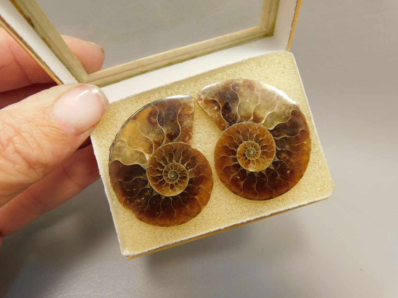 Ammonite Fossil 1.5 inch Polished Pair Natural Collector Stocking Stuffer #O11