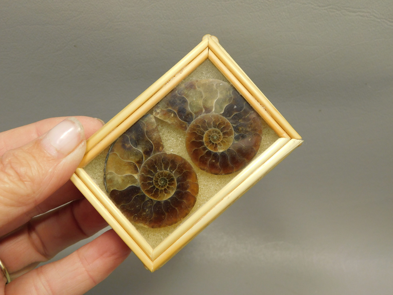 Ammonite Fossil 1.5 inch Polished Pair Natural Collector Stocking Stuffer #O11