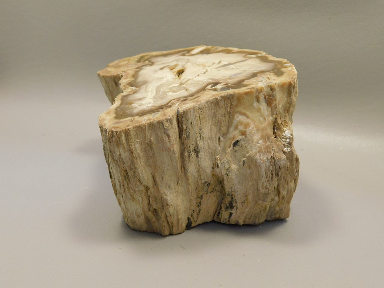Petrified Wood Water Cypress Polished Round Stump Sunnyside #O12