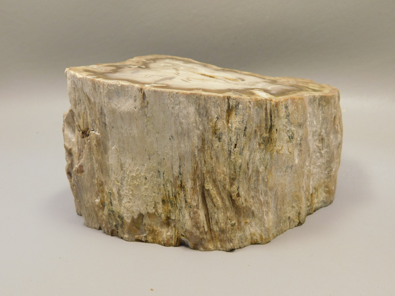Petrified Wood Water Cypress Polished Round Stump Sunnyside #O12