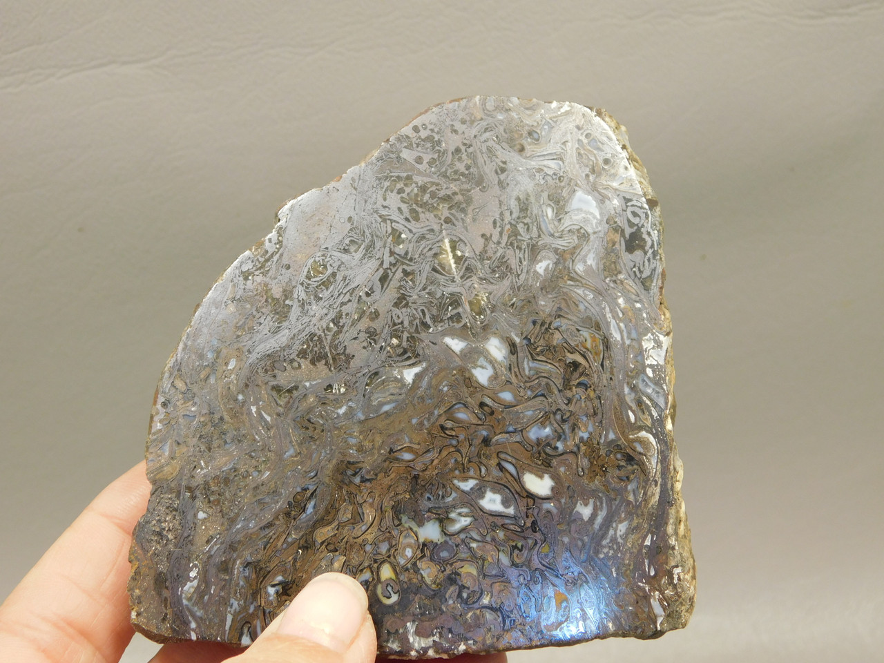 Petrified Wood Paleosmunda  Polished Rock Australia Fossil Fern #O21