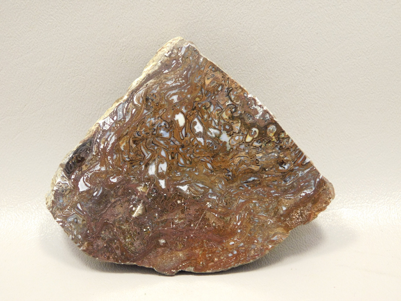 Petrified Wood Paleosmunda  Polished Rock Australia Fossil Fern #O21