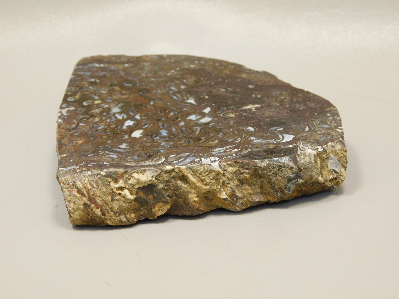 Petrified Wood Paleosmunda  Polished Rock Australia Fossil Fern #O21