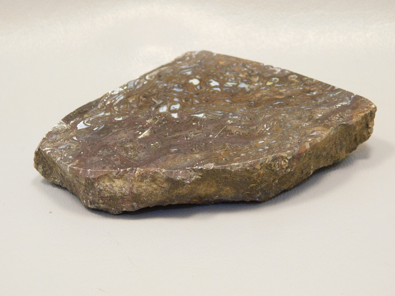 Petrified Wood Paleosmunda  Polished Rock Australia Fossil Fern #O21