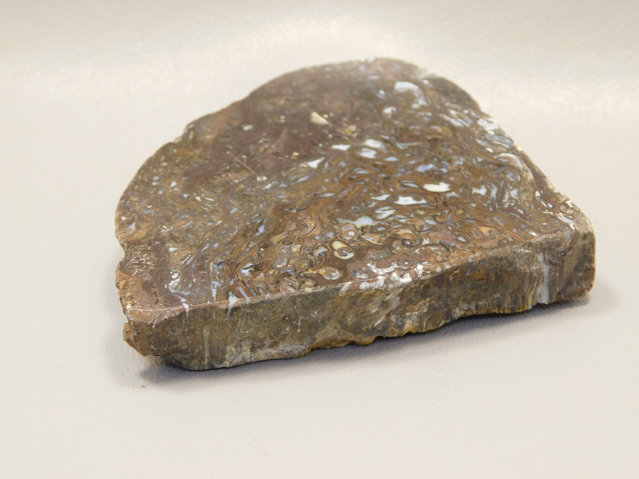 Petrified Wood Paleosmunda  Polished Rock Australia Fossil Fern #O21