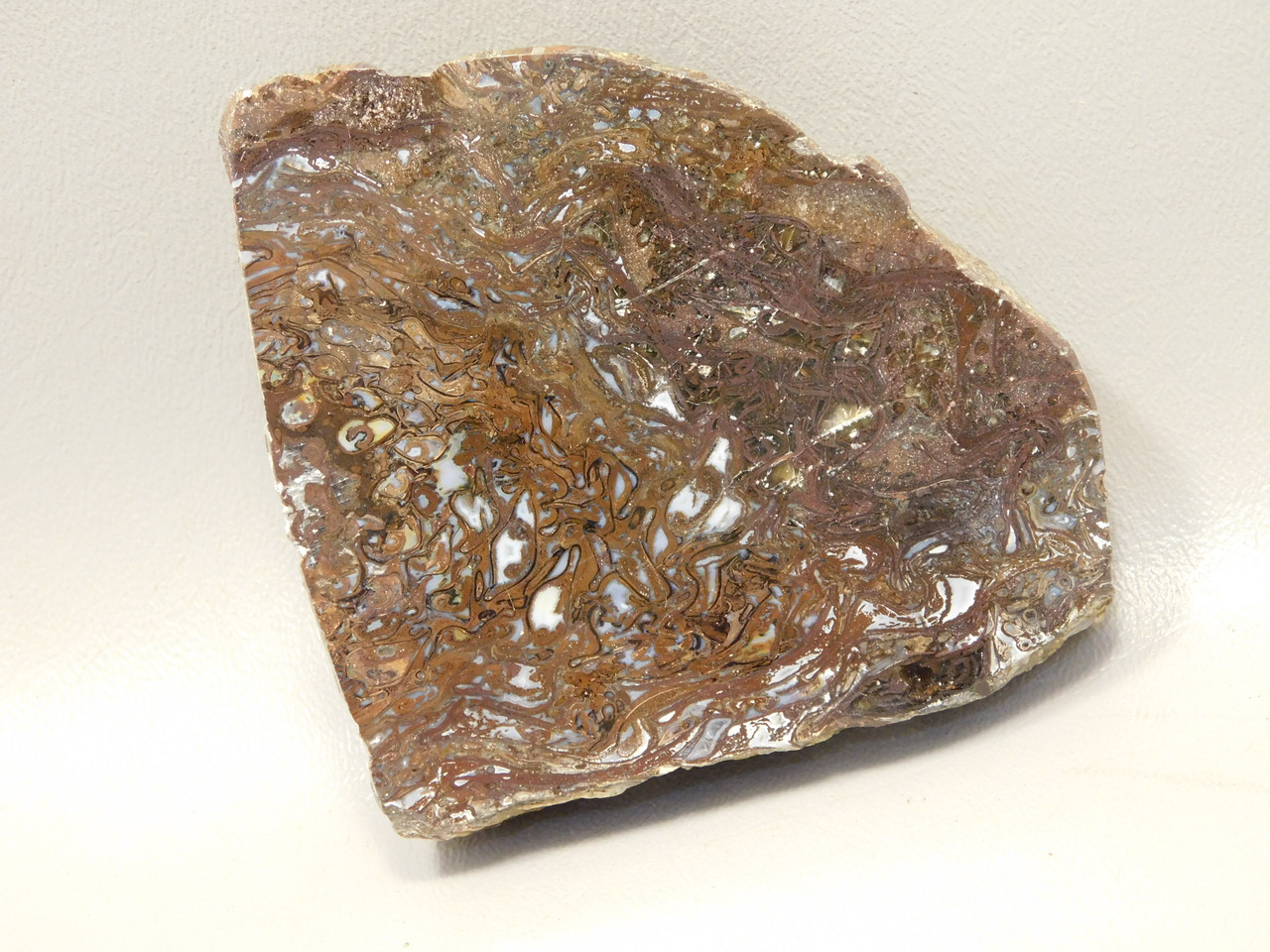 Petrified Wood Paleosmunda  Polished Rock Australia Fossil Fern #O21