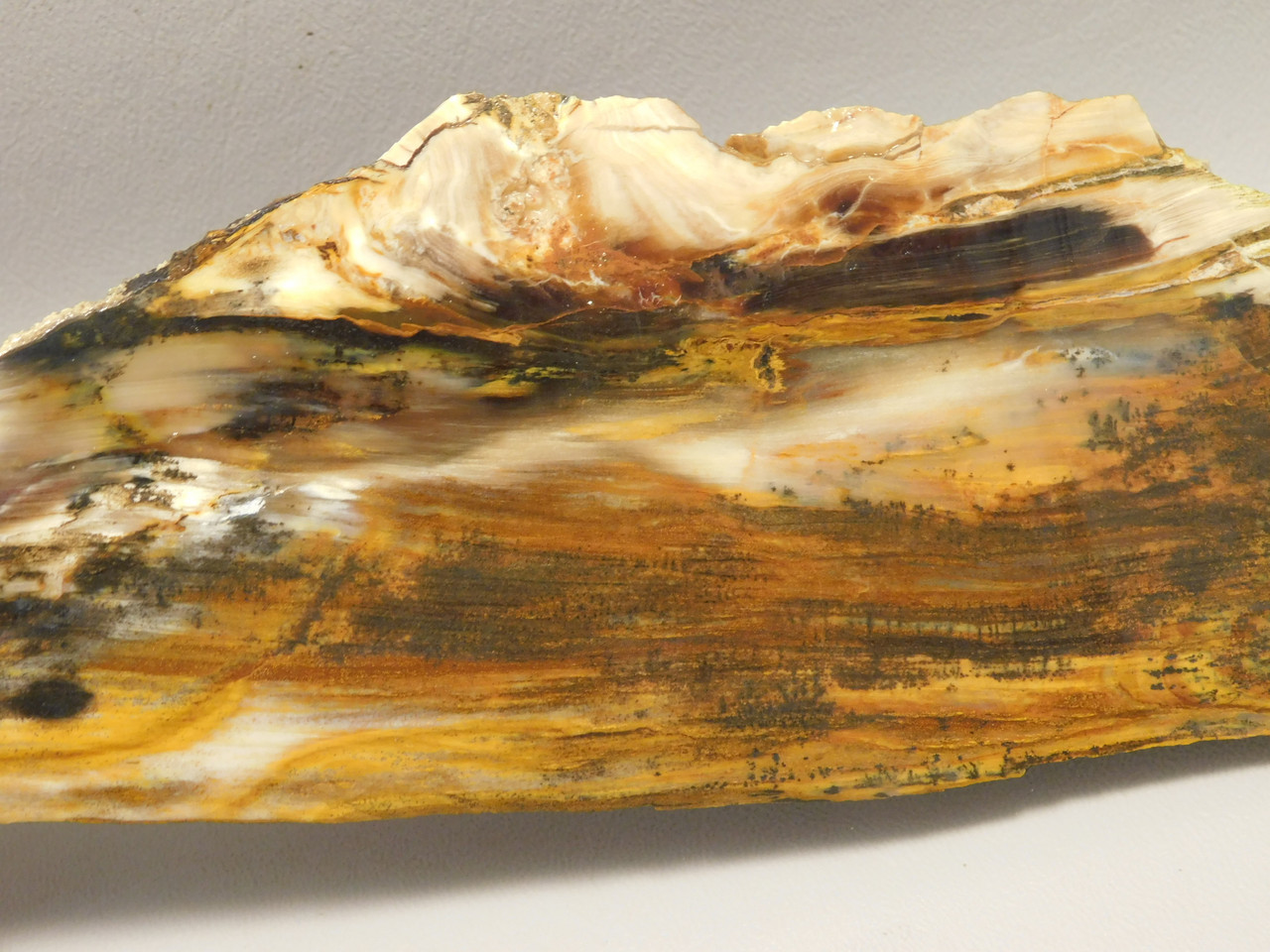 Petrified Wood Unpolished Slab Saddle Mountain Washington #O13