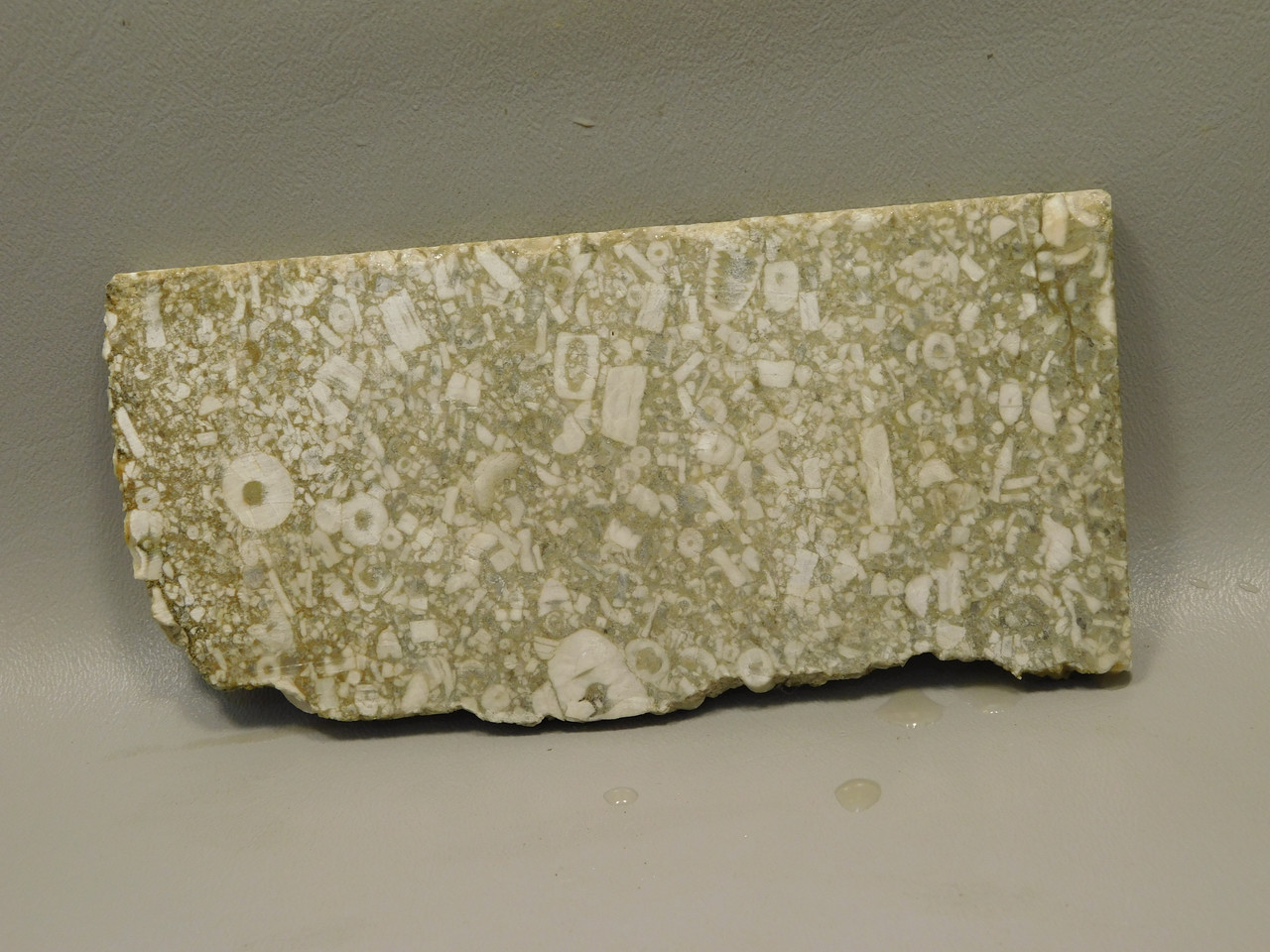 Crinoid Fossil Stone Slab Lapidary Rough Rock Tennessee #O1