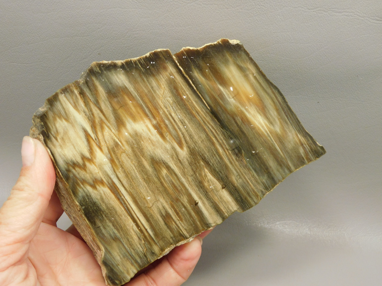 Petrified Wood Thick Stone Slab Unpolished Rough Rock #O31