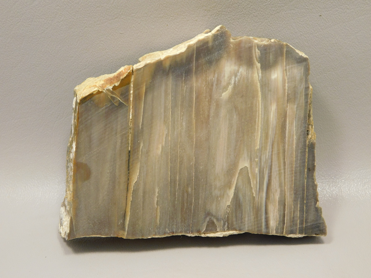 Petrified Wood Thick Stone Slab Unpolished Rough Rock #O31