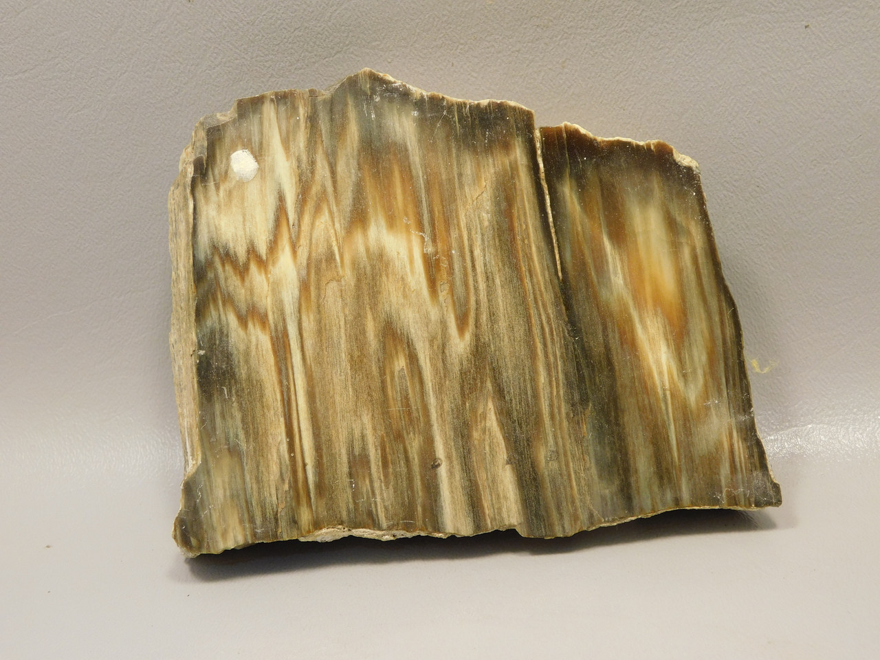Petrified Wood Thick Stone Slab Unpolished Rough Rock #O31