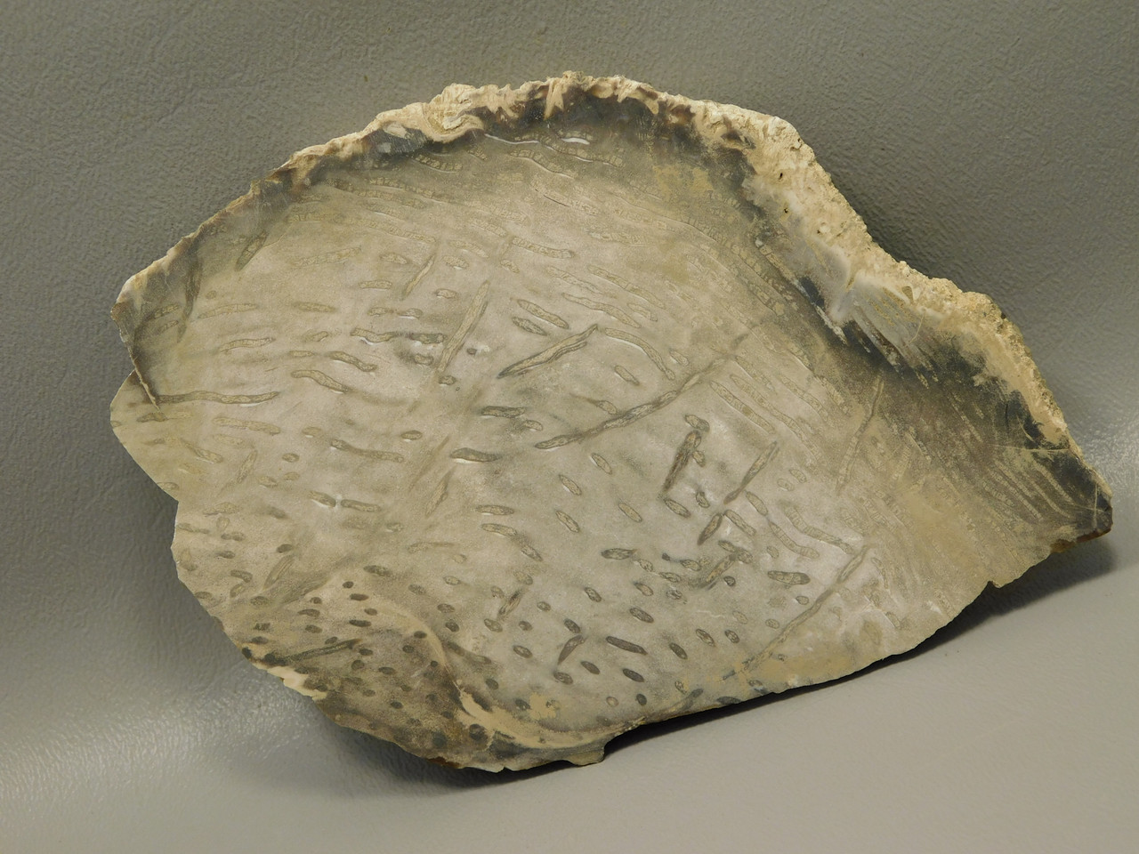 Petrified Palm Wood Unpolished Stone Slab Rough Rock Texas #O7