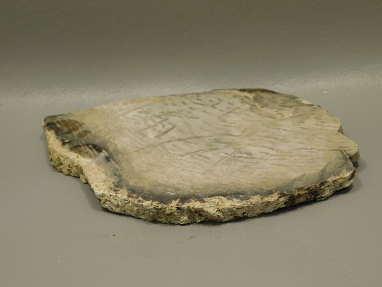 Petrified Palm Wood Unpolished Stone Slab Rough Rock Texas #O7