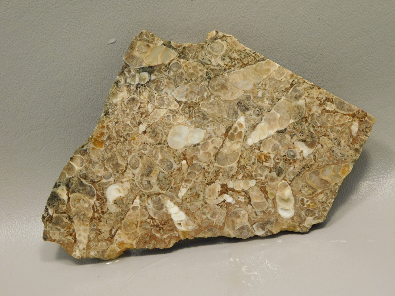Turritella Agate Natural Shell Fossil Unpolished Stone Slab #O12