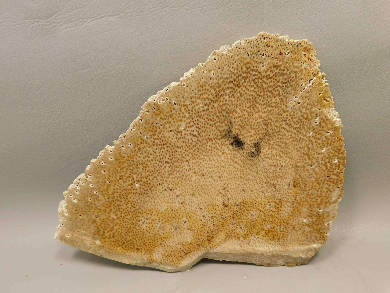 Petrified Palm Wood Stone Slab Rough Rock  Louisiana #O9