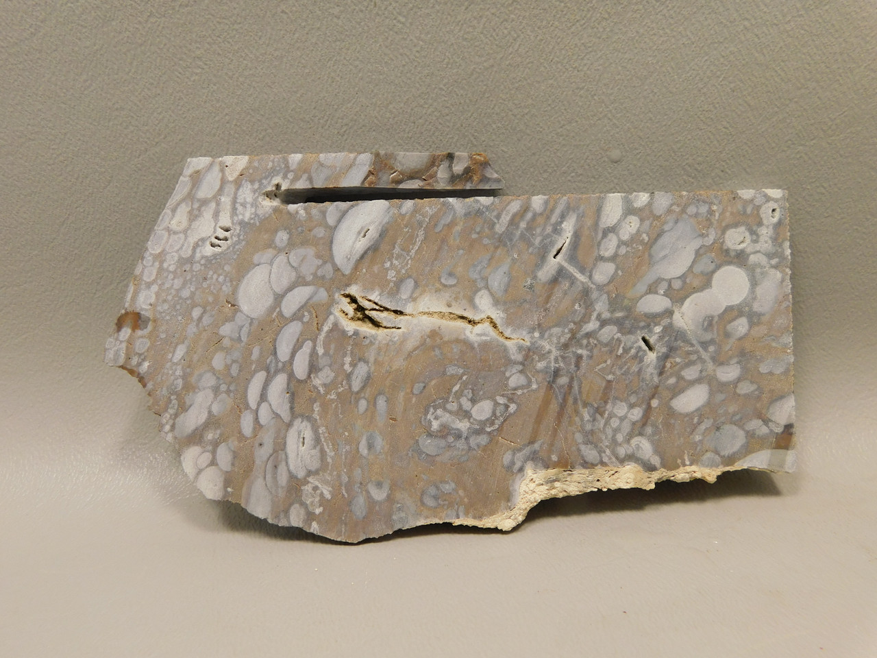 Mushroom Jasper Unpolished Rock Stone Slab Arizona #O2