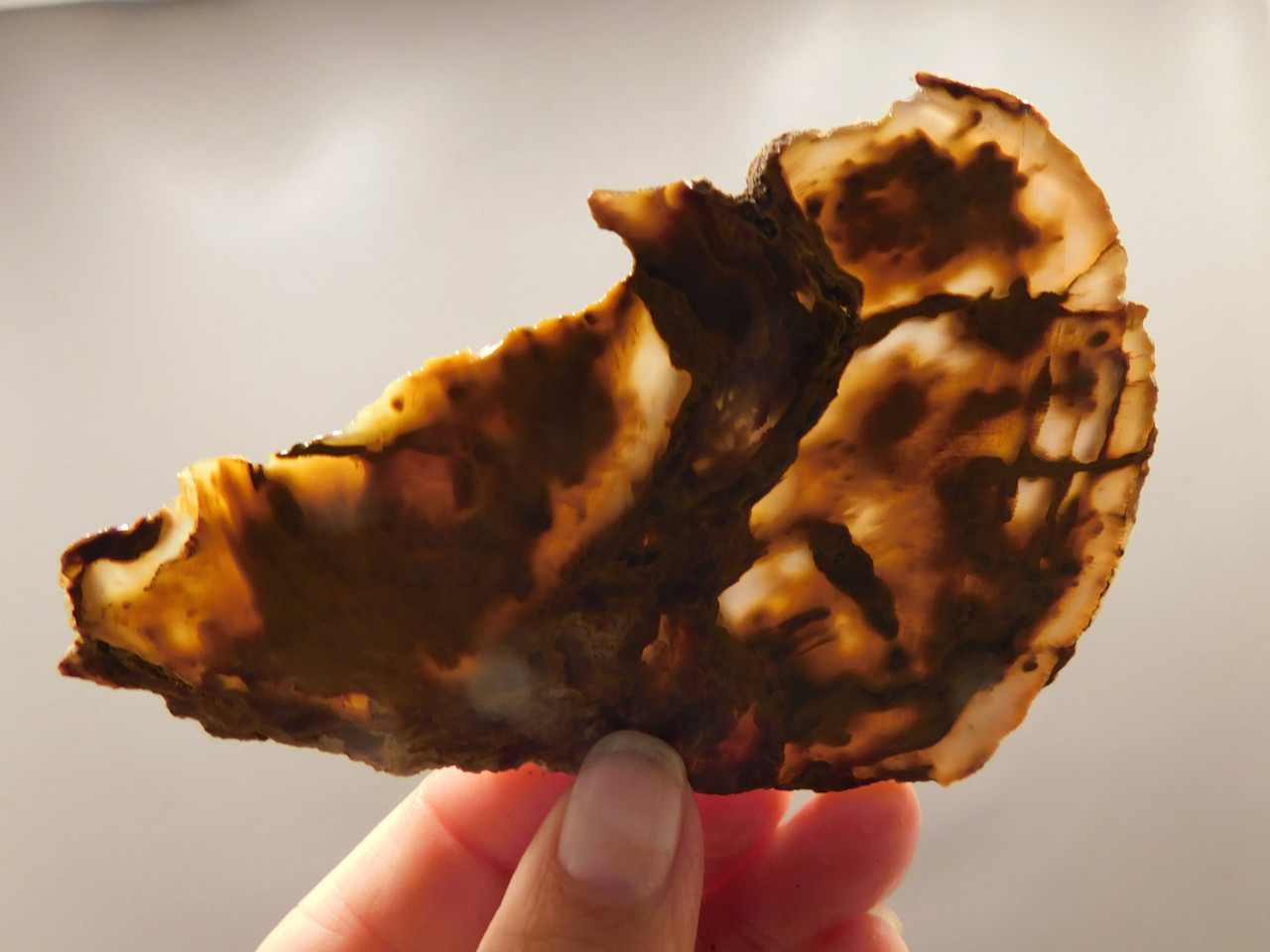 Petrified Wood Unpolished Stone Slab Grassy Mountain Oregon #O1