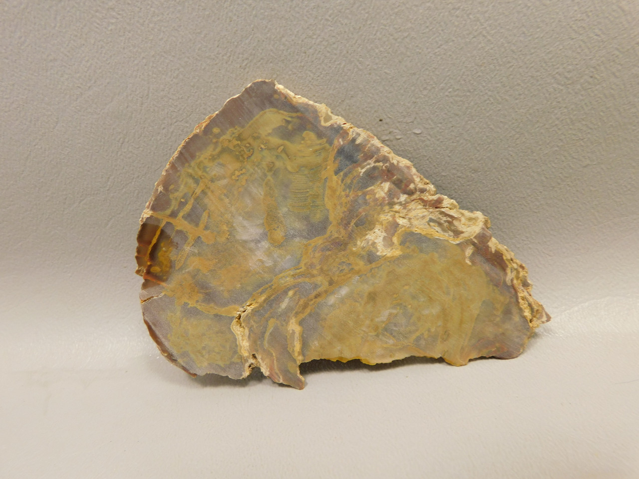 Petrified Wood Unpolished Stone Slab Grassy Mountain Oregon #O1