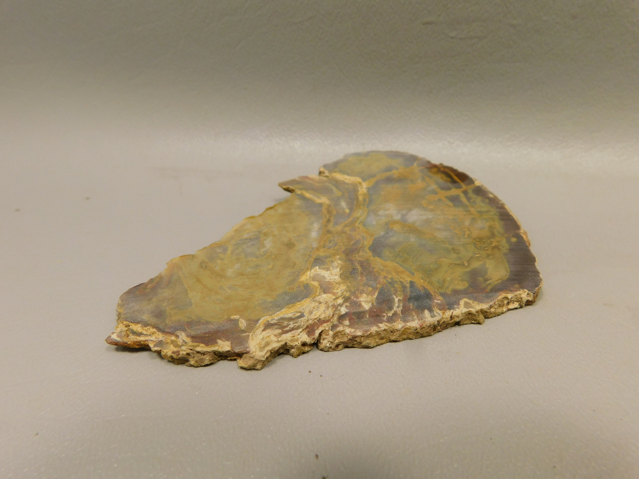 Petrified Wood Unpolished Stone Slab Grassy Mountain Oregon #O1