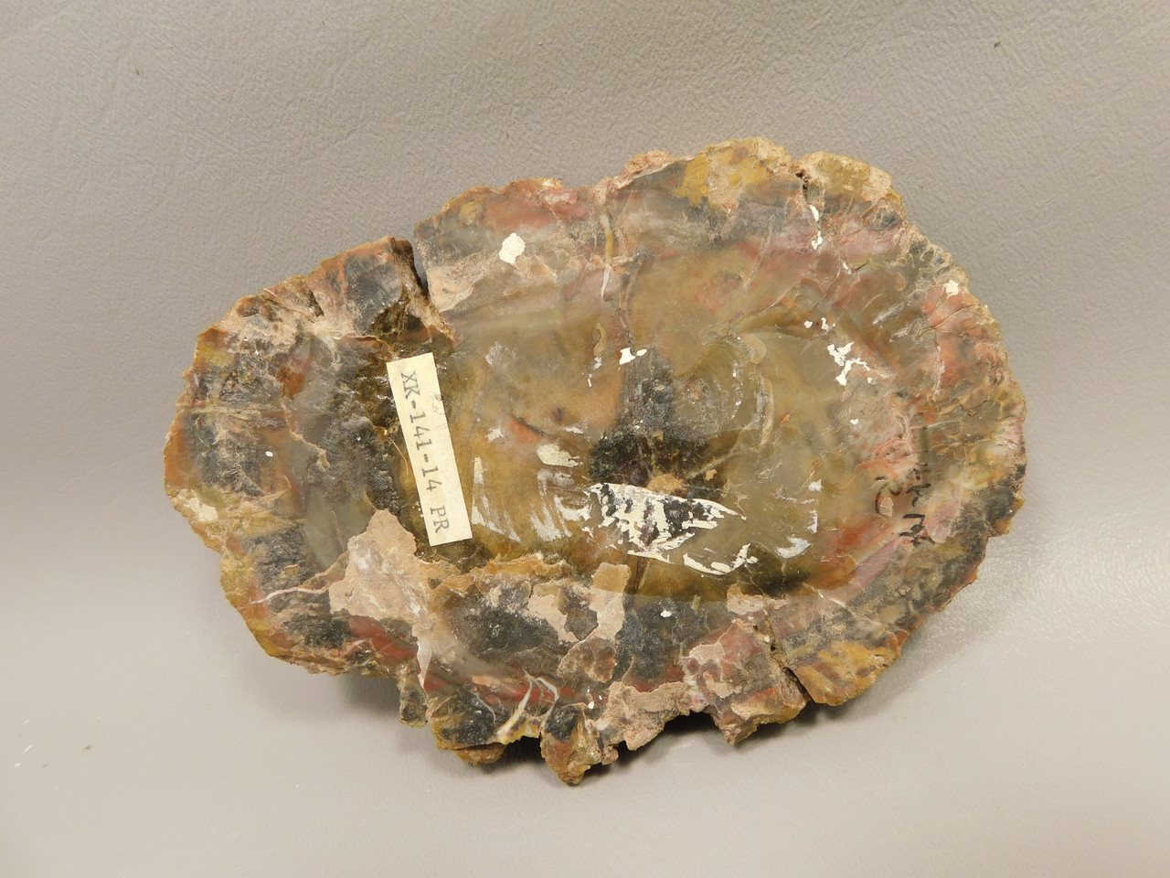 Petrified Wood Polished Round Circle Cliffs Utah #O141-14