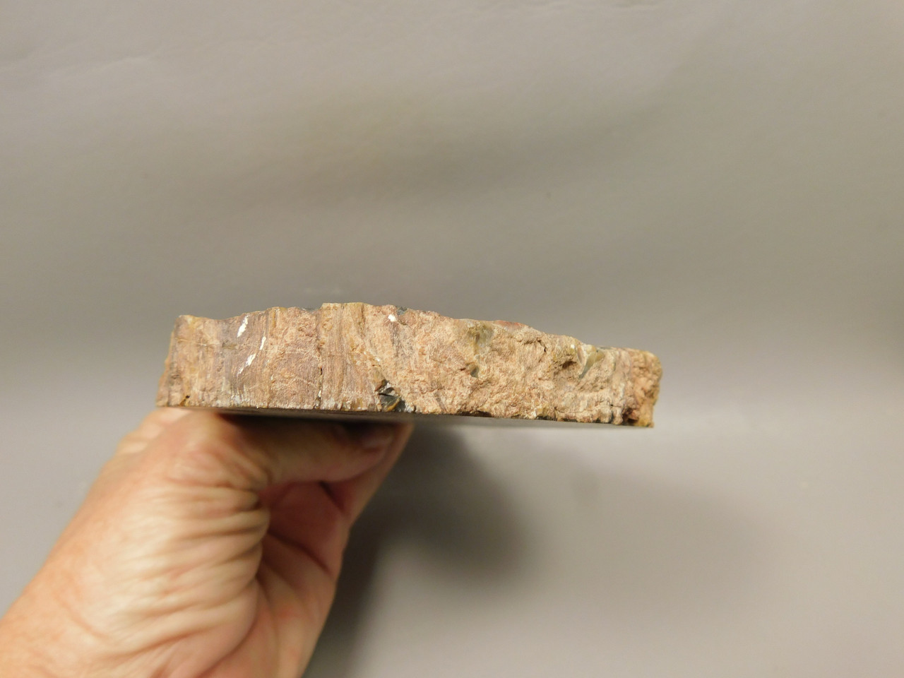 Petrified Wood Polished Round Circle Cliffs Utah #O141-14