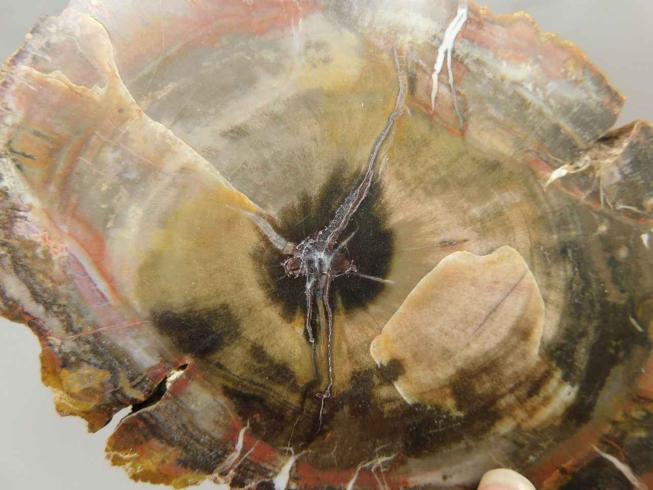 Petrified Wood Polished Round Circle Cliffs Utah #O141-14