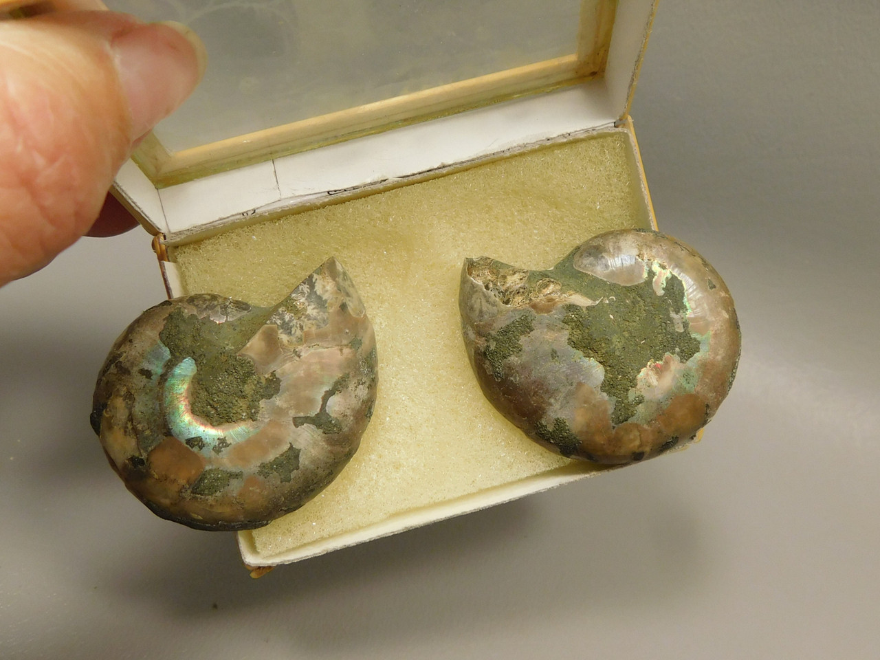 Ammonite Fossil 1.6 inch Polished Pair Collector Stocking Stuffer #O3